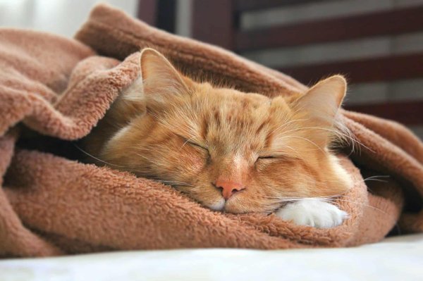 Les meilleurs conseils pour prendre soin de vos animaux de compagnie en hiver